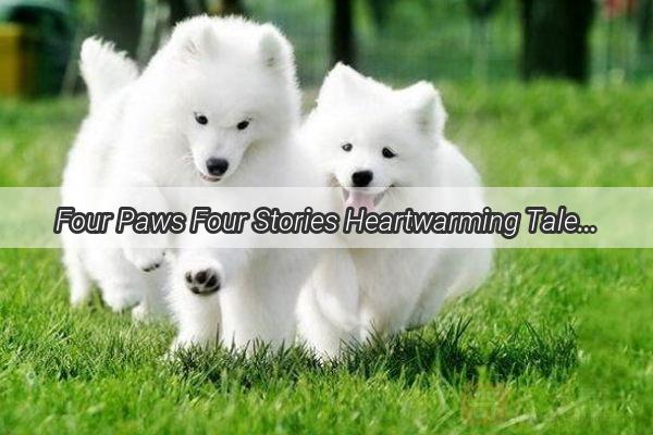 Four Paws Four Stories Heartwarming Tales of Our Communitys Canine Companions